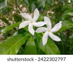 Small photo of Gardenia or Plate Glass (Gardenia augusta) is an annual shrub from the kopi-kopian tribe or Rubiaceae