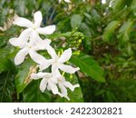 Small photo of Gardenia or Plate Glass (Gardenia augusta) is an annual shrub from the kopi-kopian tribe or Rubiaceae