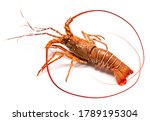 Spiny Lobster isolated on white background, Boiled Spiny Lobsters Asia Seafood in white background,