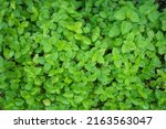 Green Leaves background, Vertical with tropical green leaf tree fence for background.