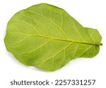 Small photo of Green fiddle fig leaf isolated on white, Fiddle fig leaf Isolated on White background, With work path.