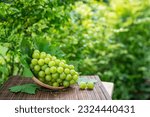 Shine Muscat Grape with leaves in blur background, Green grape in Bamboo basket on wooden table in garden.