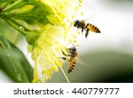 Flying Honeybee Collecting...