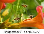 Flying Honey Bee Collecting...
