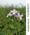 Small photo of Cuckoo Flower or Lady's smock. White daisy flowers with yellow centers in a green field - blurred background - four petal blooms - circular pattern - thin stems with small leaves