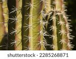 A close-up of a spiky cactus