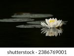 A white water lily flower is reflected in the dark water of a lake. Lily pads float behind the beautiful, ethereal flower.