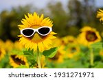Sunflower Wearing Sunglasses ...