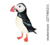 Watercolor Puffin Bird Isolated ...