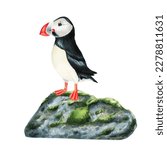 Watercolor Puffin Bird On A Big ...