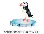 Watercolor Puffin Bird On An...