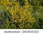 Small photo of The golden yellow flowers of a broom bush. The Cytisus scoparius or common broom blooms in the spring.