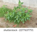 Small photo of Heliotropium indicum, commonly known asÂ Indian heliotrope,Â Indian turnsoleÂ is an annual, hirsute plant that is a common weed in waste places and settled areas. It is native to Asia. It is widely used