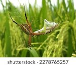 Small photo of Rice fields are the habitat of various types of animals. one of them is the predatory spider Araneidae which preys on various kinds of insects that are detrimental to farmers and as disease vectors.