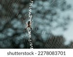 Small photo of All spiders are predators, feeding almost entirely on other arthropods, especially insects. Some spiders are active hunters that chase and overpower their prey. These typically have a well-developed