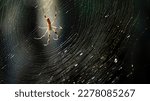 Small photo of spider, (order Araneida or Araneae), any of more than 46,700 species of arachnids that differ from insects in having eight legs rather than six and in having the body divided into two parts rather tha