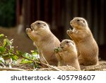 Three Prairie Dogs Sit And...