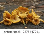 Small photo of Sisi Shamu (chanterelles) is an edible mushroom.