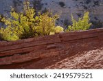 The mesas, and rock promontories of the San Rafael Swell are punctuated by dramatic valleys filled with hoodoos, and narrow slot canyons that draw hikers and rock climbers to South Central Utah.