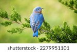 Eastern bluebird tree branch...
