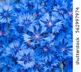 Blue Flowers Cornflowers