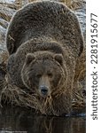 Small photo of Bear.Brown Bears.North America.Kodiak Archipelago.Grizzly bears.Kodiak bear.Ursus arctos.Alaskan peninsula Cubs.Claws.Hibernators.Ursus arctos horribilis.Omnivore.Cub.