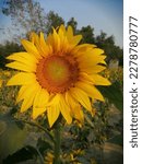 Small photo of Almost every person has been touched by the unadulterated beauty of sunflower since childhood.