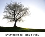 Photo Of Tree Silhouette ...