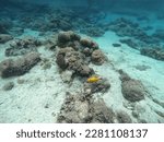 Small photo of Yellow boxfish in clear blue Niue