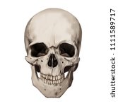 Human Realistic Skull. White...