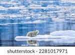 Small photo of Polar Bear on Ice Flow, Greenland