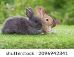 Small photo of Group of cuddly furry rabbit bunny sitting and lying down together on green grass natural background. Baby fluffy rabbit black, brown bunny family sitting on field. Easter newborn bunny family concept