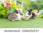 Small photo of Healthy infants rabbits bunny hungry eating dry alfalfa field in basket sitting together on green grass flower on spring background. Baby rabbits black white bunny feeding alfalfa grass spring time.