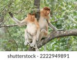 Proboscis Monkey In Borneo...
