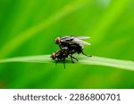 Flies hybrid, flies make love, flies penetration