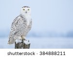 Snowy Owl, Bubo Scandiacus, perched on a post making eye contact with piercing yellow eyes. Light snowfall.