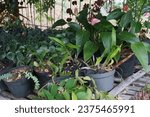 Small photo of The Aglonema lipstick Siamese aurora ornamental plant in the home yard, the Aglonema plant can also make the room temperature damp when placed indoors. This ornamental plant can help improve air circu