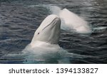 Beluga whale   delphinapterus...