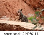 Kangaroo in ayers rock national ...