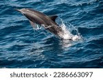 Nature  dolphin  swim  ocean ...