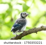 Baby Blue Jay Fledgling Perched ...