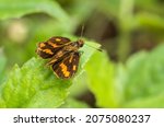 Small photo of Small butterfly on green leaves macro image, Hamearis lucina, Duke of Burgundy, Lepidoptera, butterfly sunbathing on the leaf with wings open.