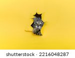 Funny gray domestic kitten paws peeking out of a torn paper hole. Beautiful striped paws of a fluffy cat on a paper background. Cute cat paws with free space for ads or text. Healthy happy cat concept