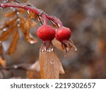 Two Bright Red Ice Coated Seed...