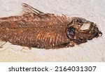 Small photo of Knightia eocaena, an extinct species of clupeid fish (Green River Formation of Wyoming). Knightia genus lived in the lakes and rivers of North America and Asia during the Eocene epoch.