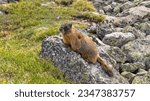 Spring Marmot - A marmot resting on a rock on a sunny and warm Spring day at a rocky tundra near the summit of Flattop Mountain Trail. Rocky Mountain National Park, Colorado, USA.
