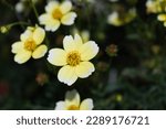 Small photo of Cosmos is a genus, with the same common name of cosmos,consisting of flowering plants in the sunflower family.It's species are native to scrub and meadowland in Mexico where most of the species occur.