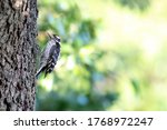 Downy Woodpecker In Dallas ...