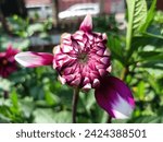 Small photo of So Beautiful, So Gorgeous, So Pretty Dahlia Flower