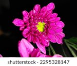 Dark Mode Shoot chrysanthemums in dark mode.  Use flash to illuminate